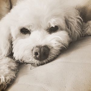 Meet your Posher, Jane